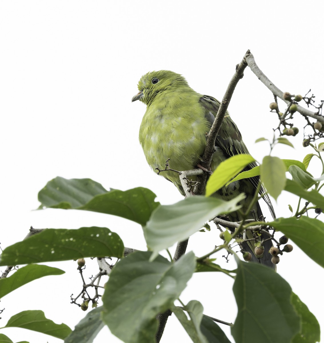 Wedge-tailed Green-Pigeon - ML642905977
