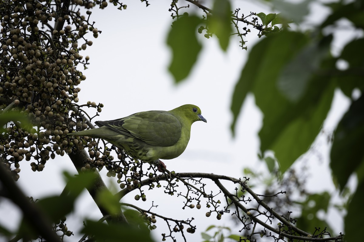 Wedge-tailed Green-Pigeon - ML642905978