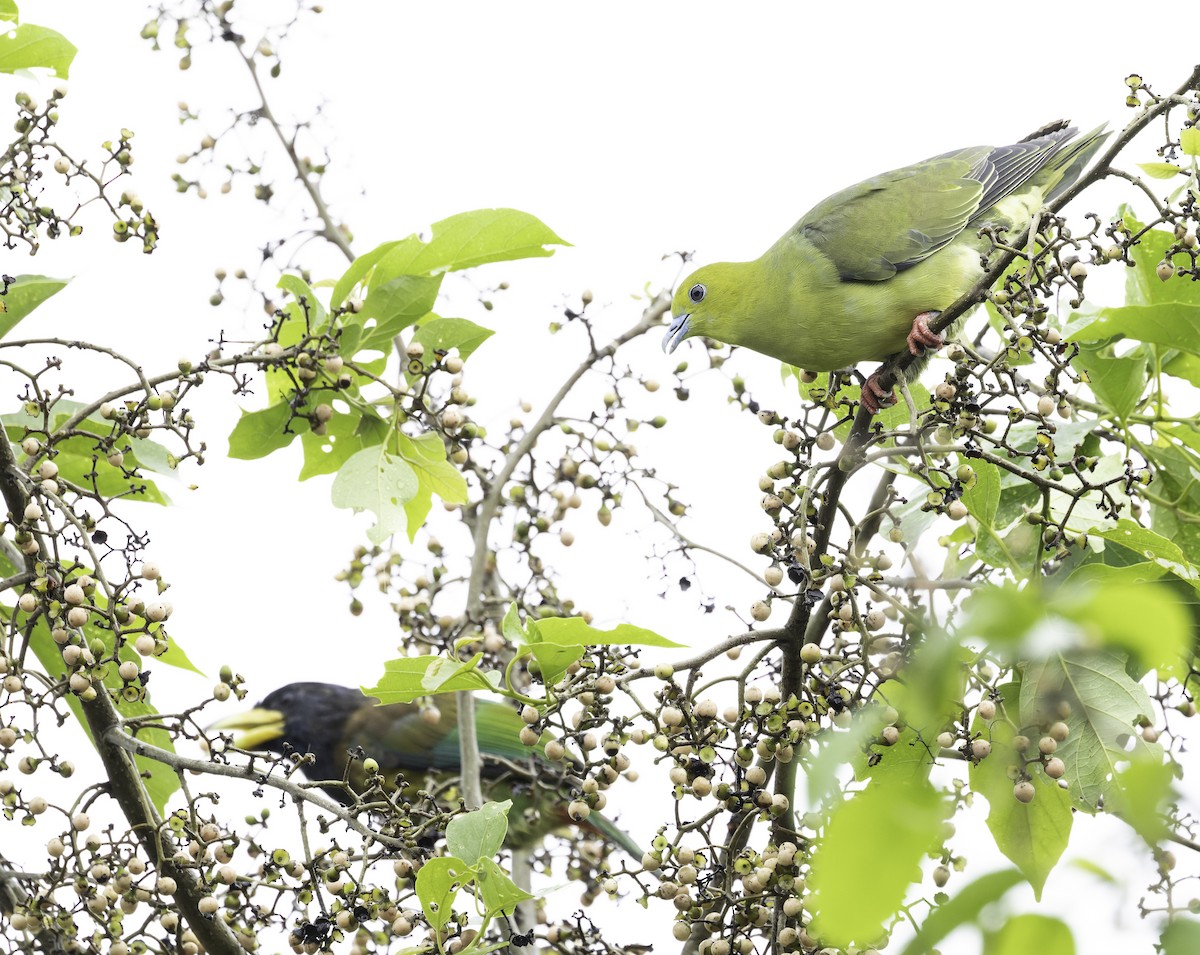 Wedge-tailed Green-Pigeon - ML642905979