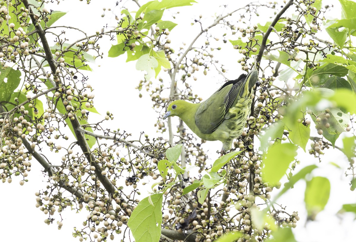 Wedge-tailed Green-Pigeon - ML642905980