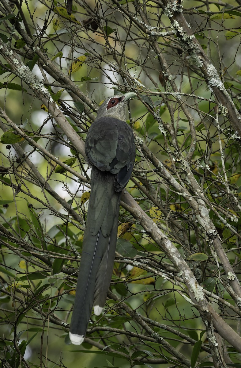 Green-billed Malkoha - ML642905988