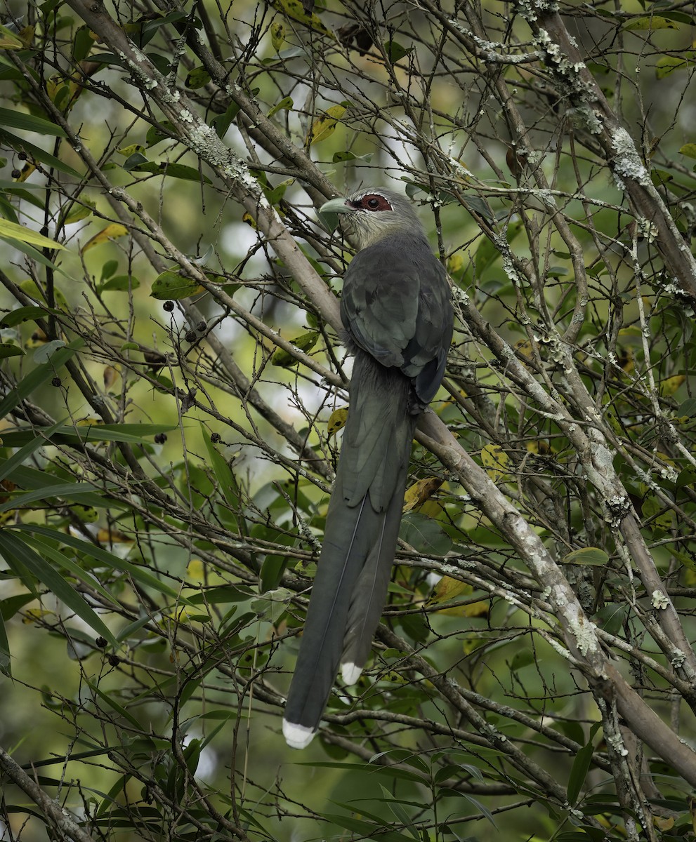 Green-billed Malkoha - ML642905989