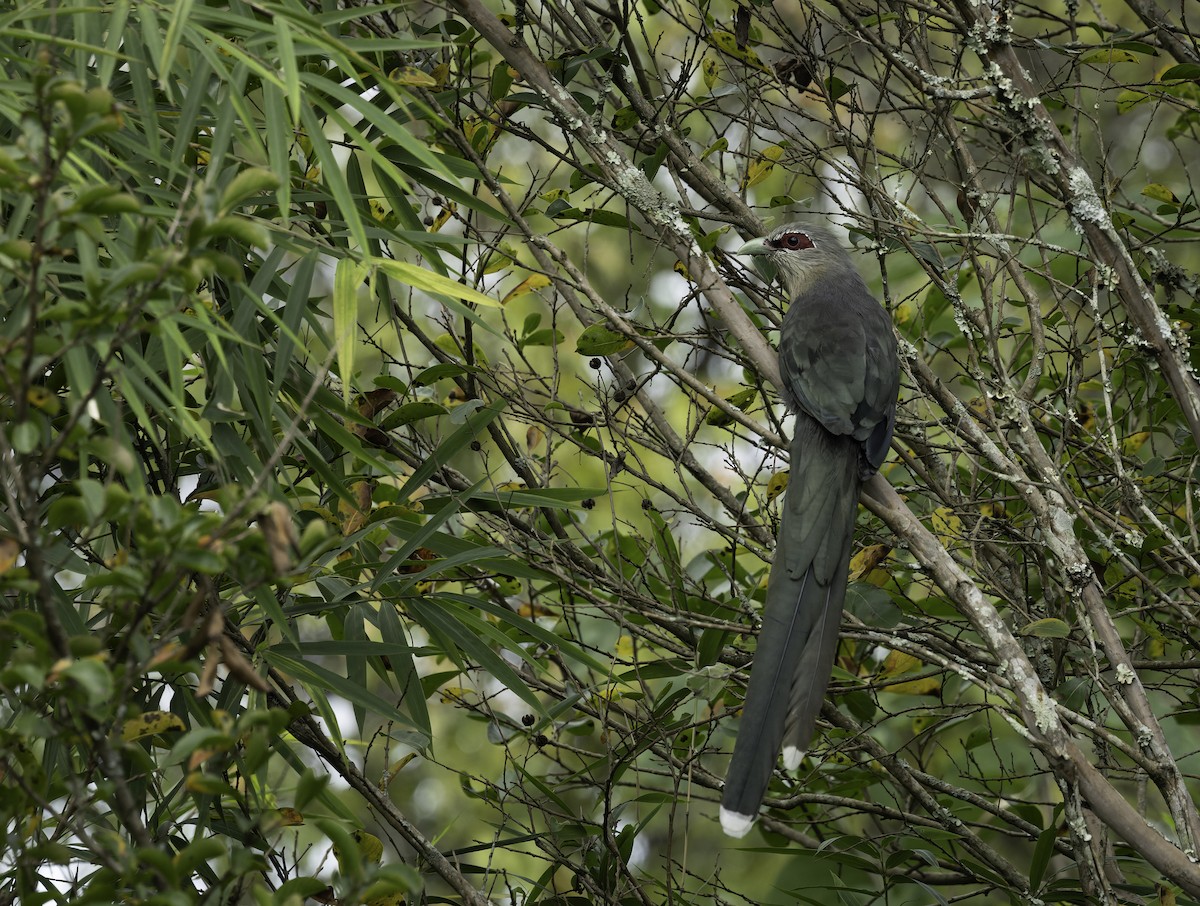 Green-billed Malkoha - ML642905990