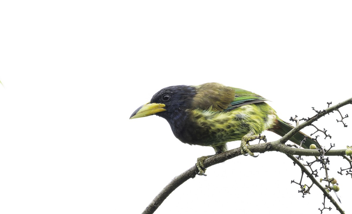 Great Barbet - ML642906016