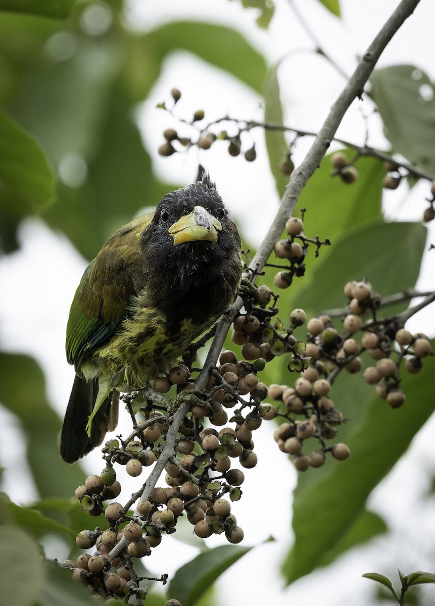 Great Barbet - ML642906017