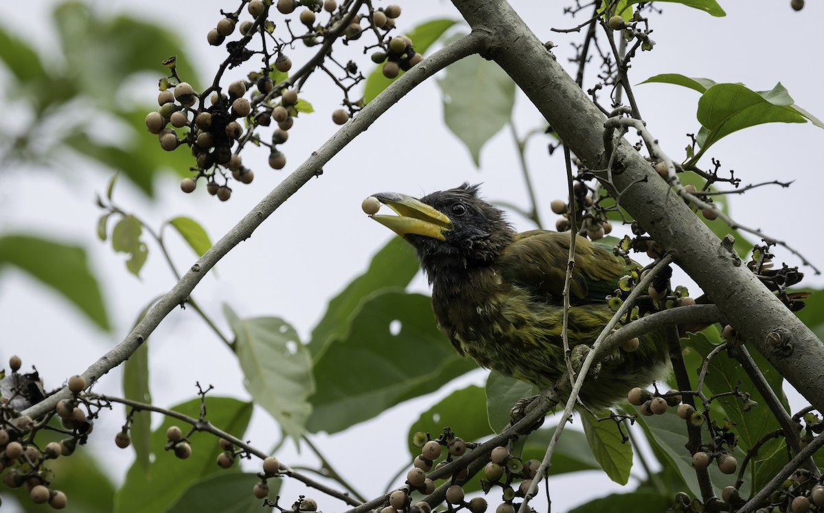 Great Barbet - ML642906018