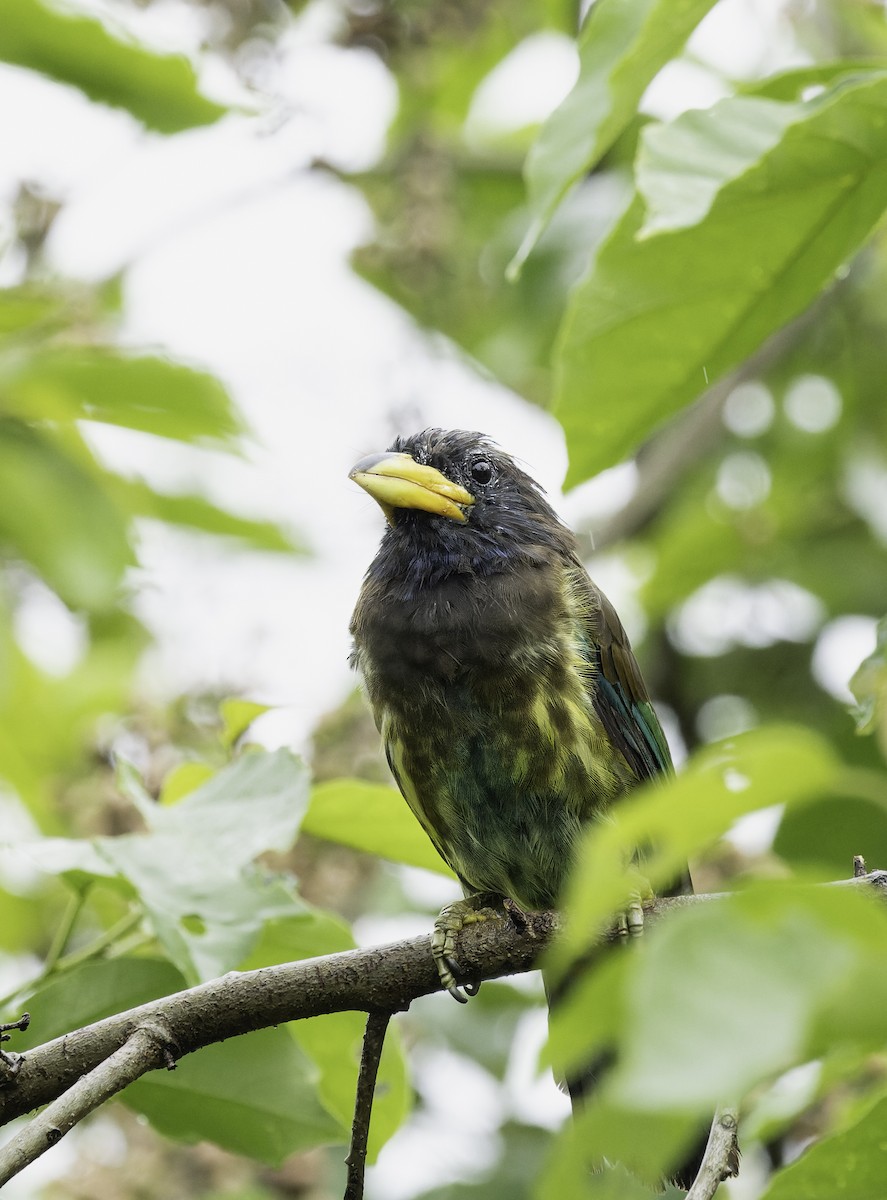 Great Barbet - ML642906019
