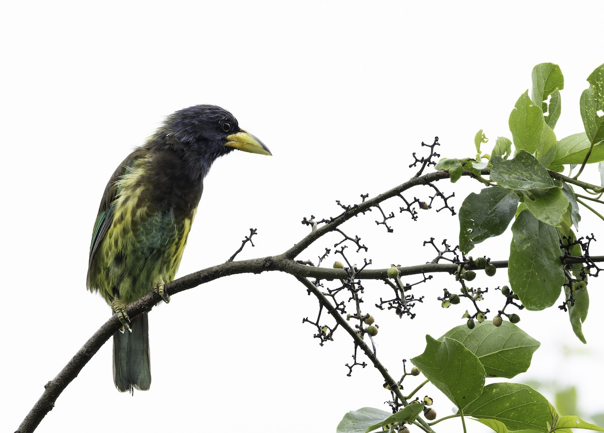 Great Barbet - ML642906020