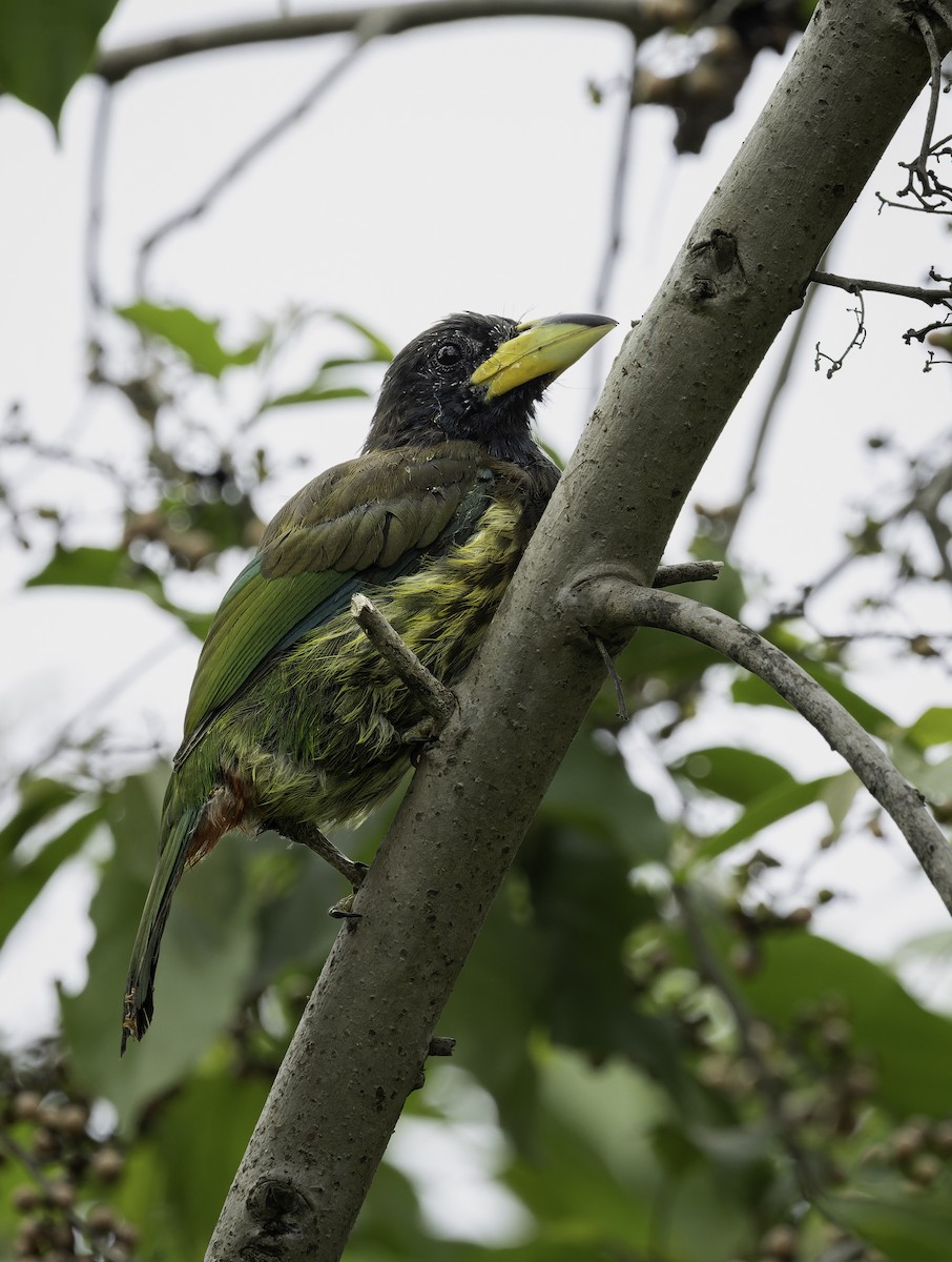 Great Barbet - ML642906021
