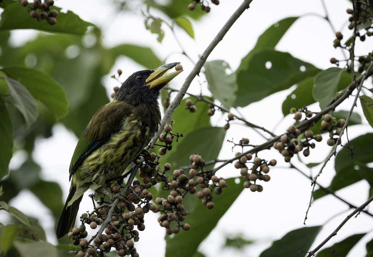 Great Barbet - ML642906022