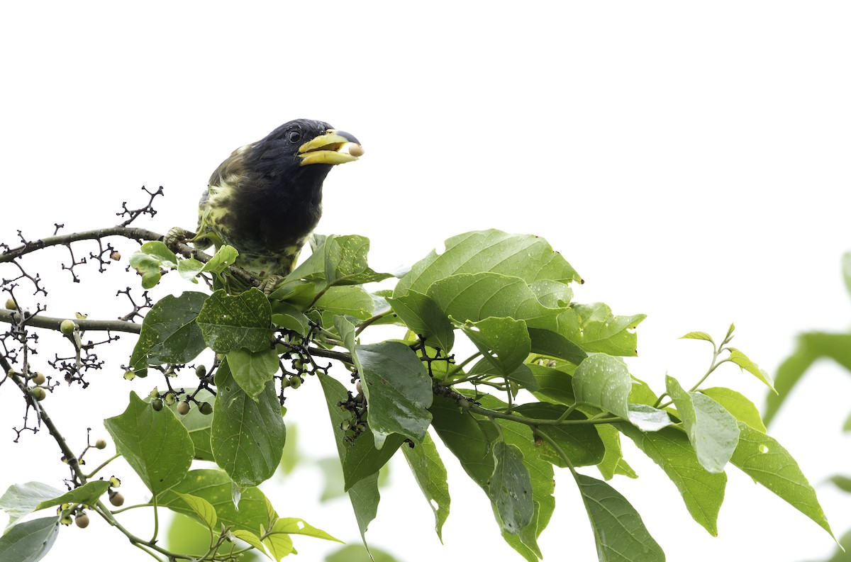 Great Barbet - ML642906023