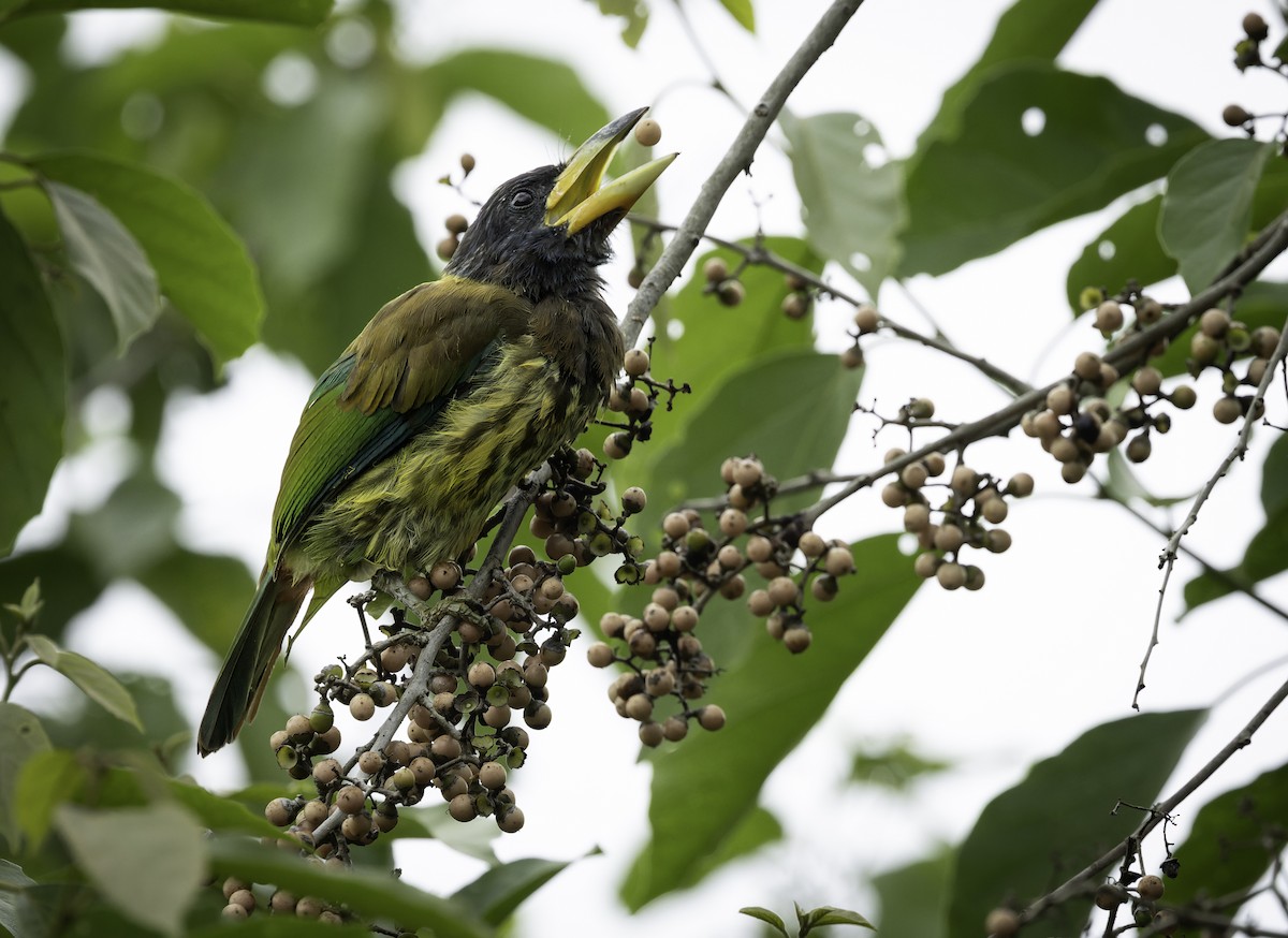 Great Barbet - ML642906024