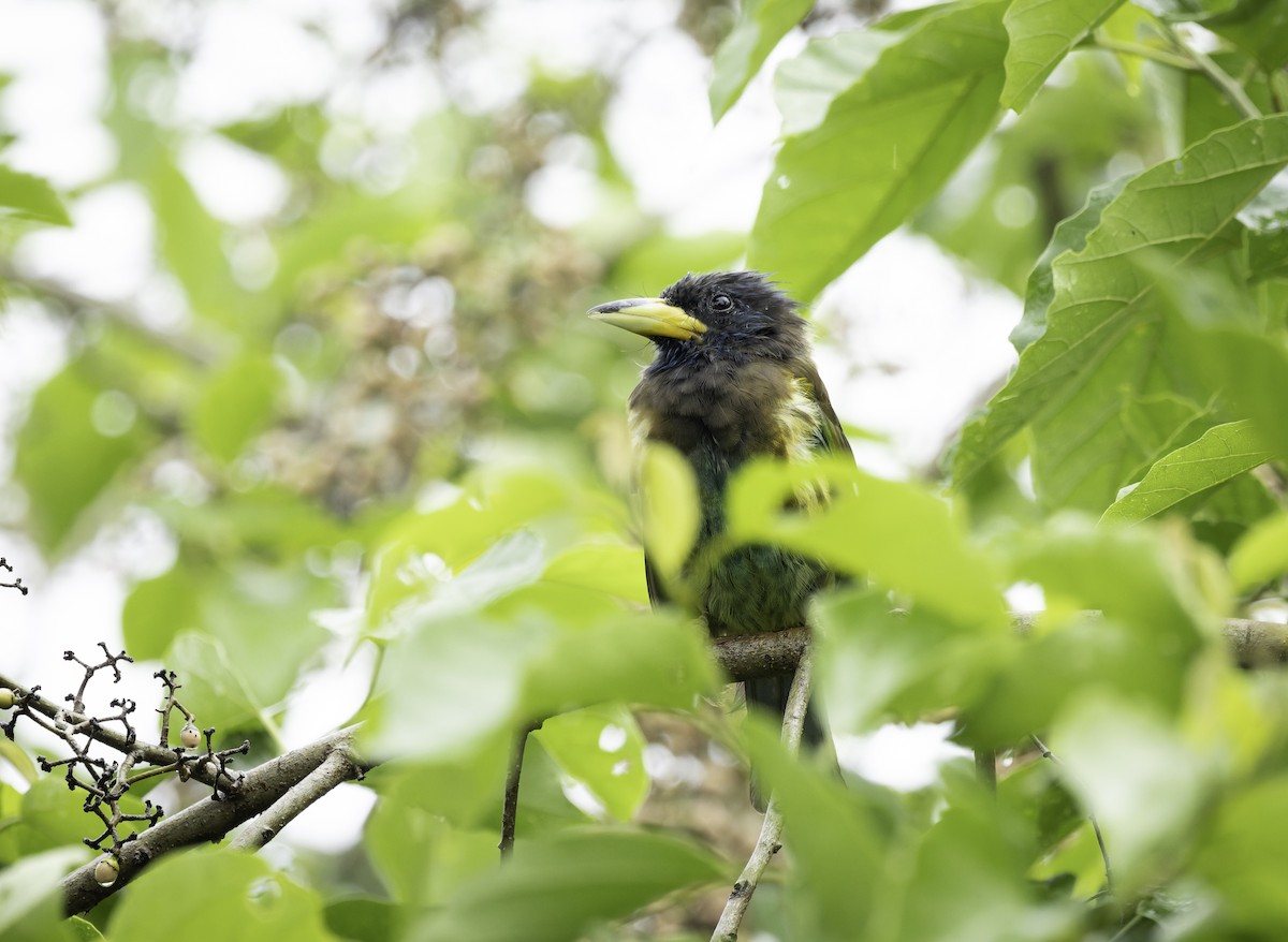 Great Barbet - ML642906025