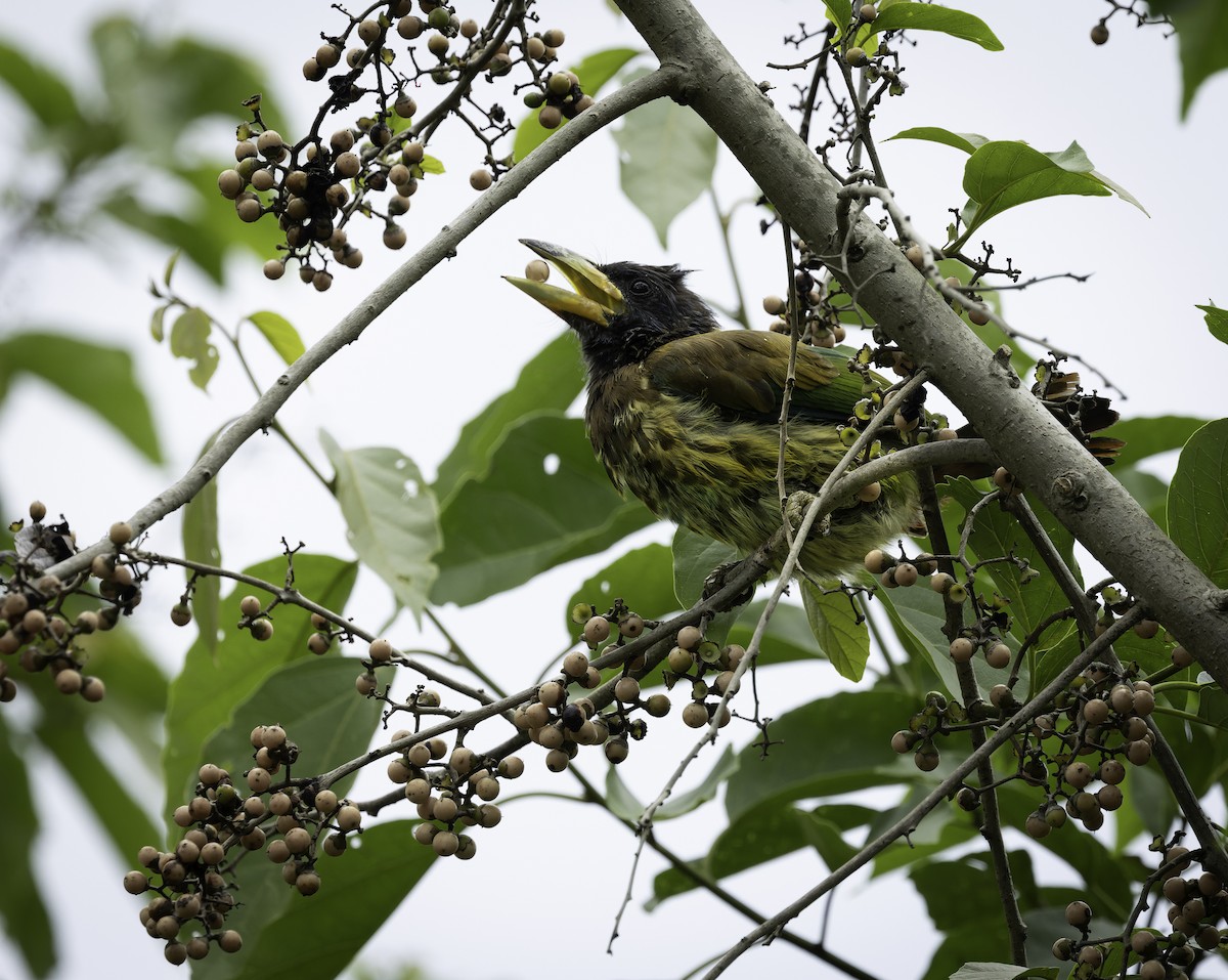 Great Barbet - ML642906026