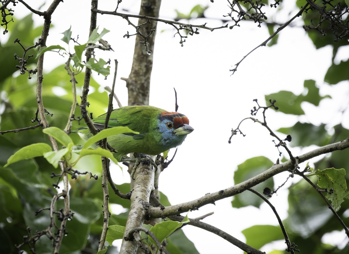 Blue-throated Barbet - ML642906037