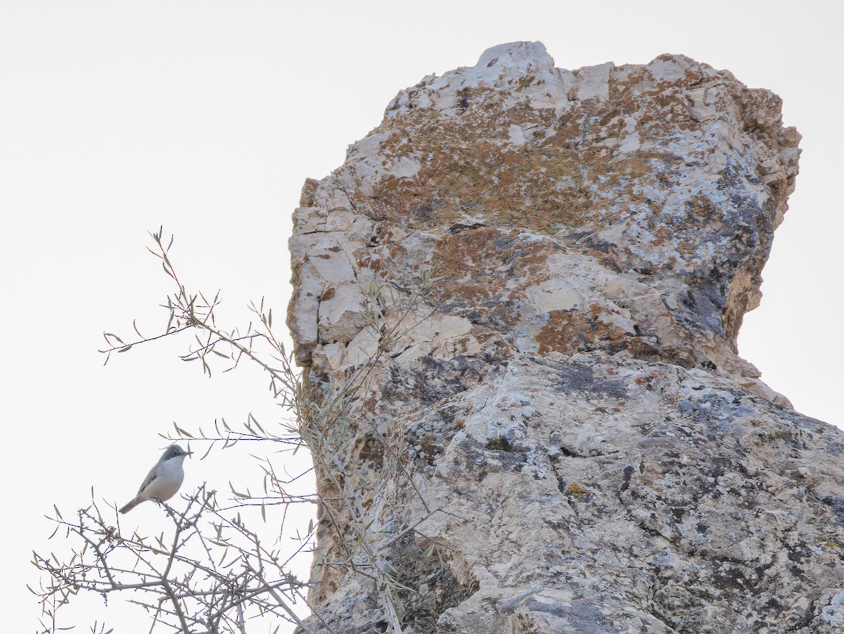 Eastern Orphean Warbler - ML642906039