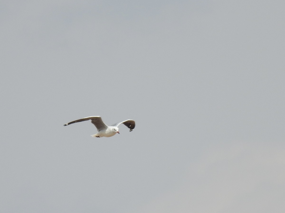 Gabbiano testagrigia - ML642906041