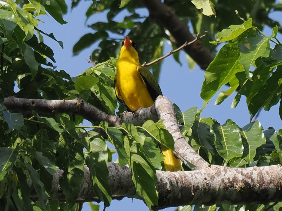 Black-naped Oriole - ML642906042