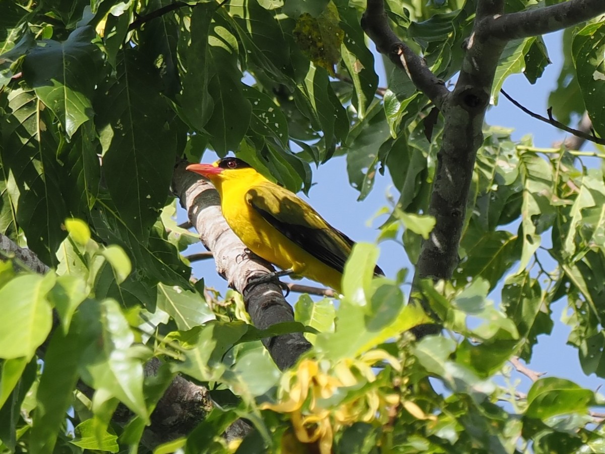 Black-naped Oriole - ML642906043