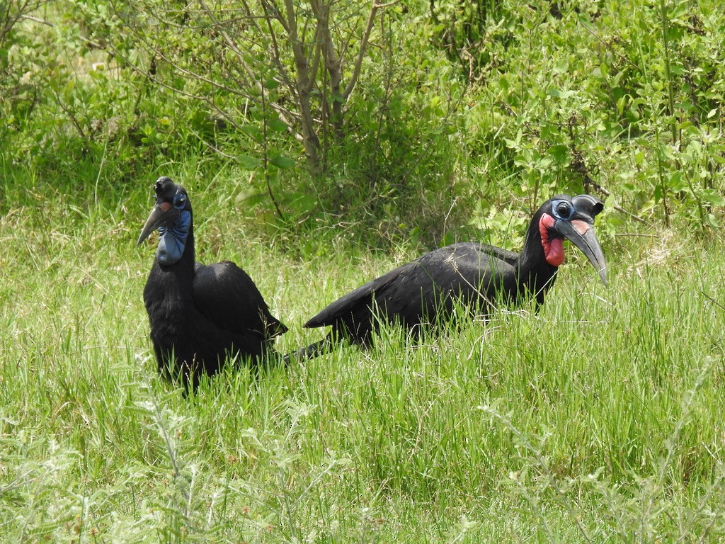 Abyssinian Ground-Hornbill - ML642906068