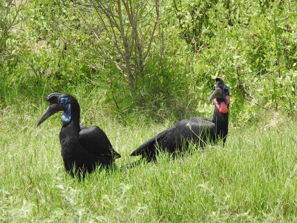 Abyssinian Ground-Hornbill - ML642906069