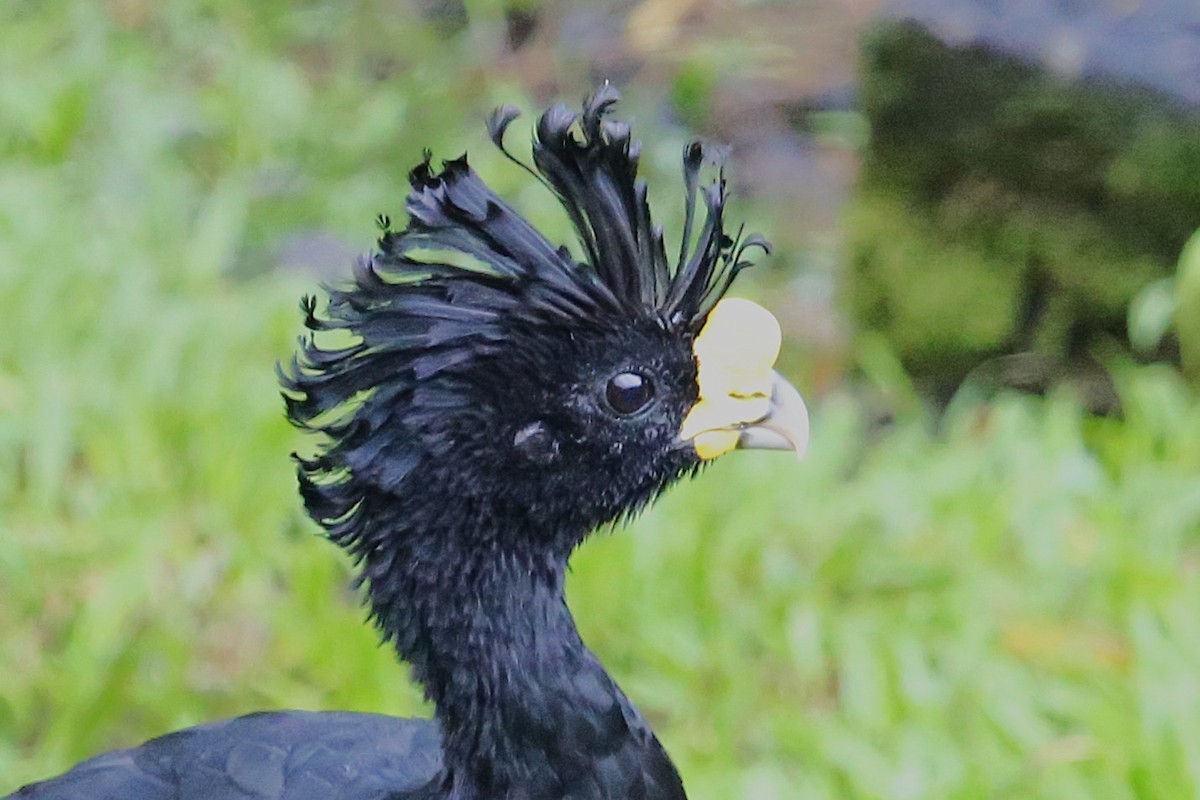 Great Curassow - ML642906070
