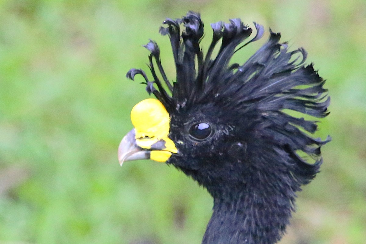 Great Curassow - ML642906071