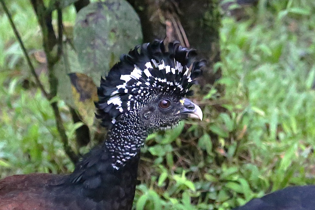 Great Curassow - ML642906072