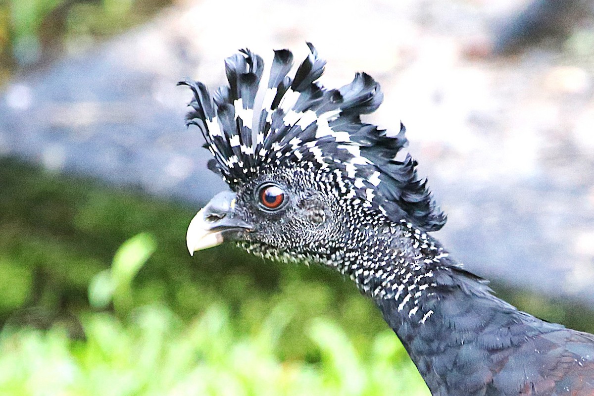 Great Curassow - ML642906073