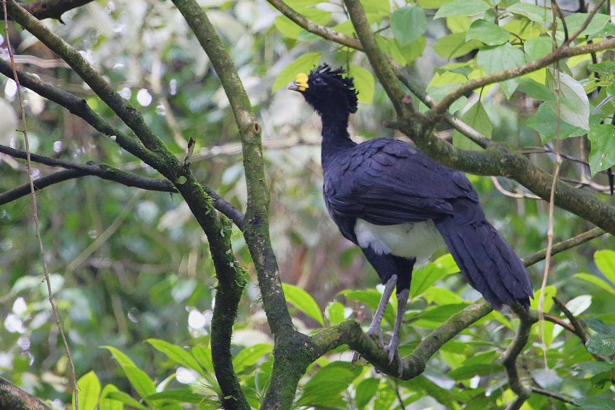 Great Curassow - ML642906074