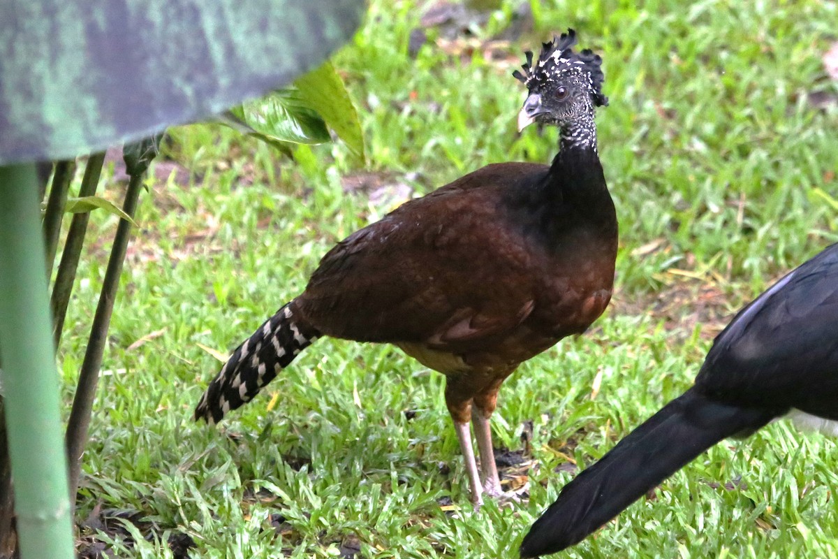Great Curassow - ML642906075