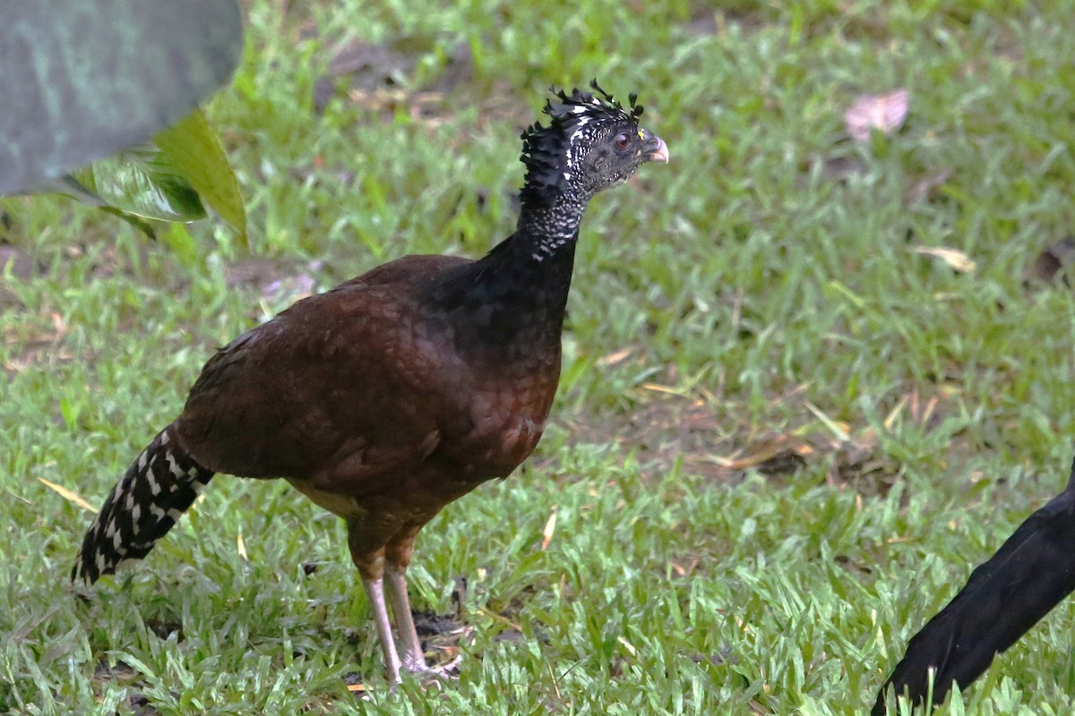 Great Curassow - ML642906076
