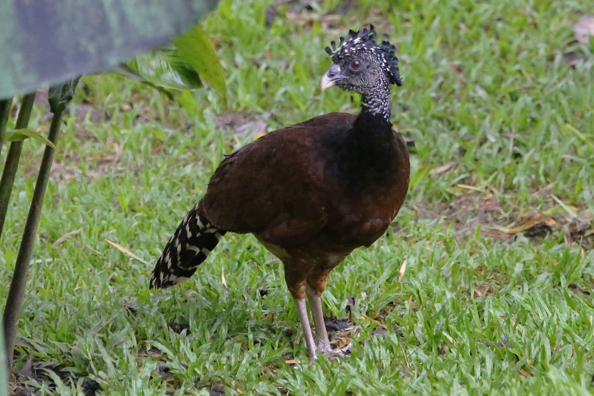 Great Curassow - ML642906077