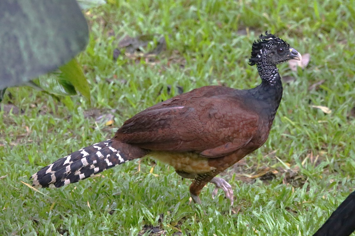 Great Curassow - ML642906078