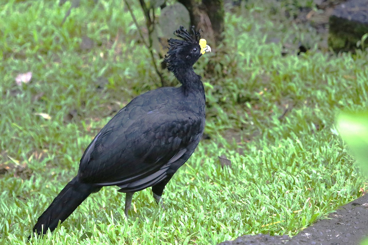 Great Curassow - ML642906079