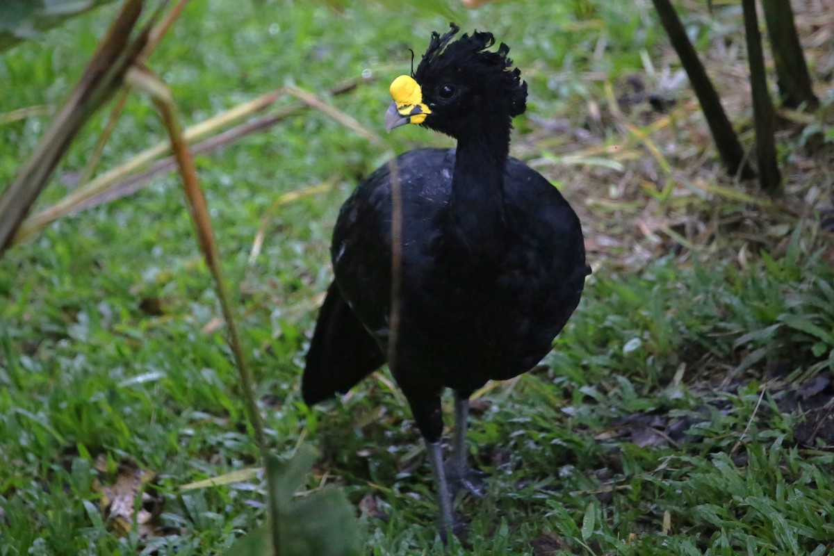 Great Curassow - ML642906080