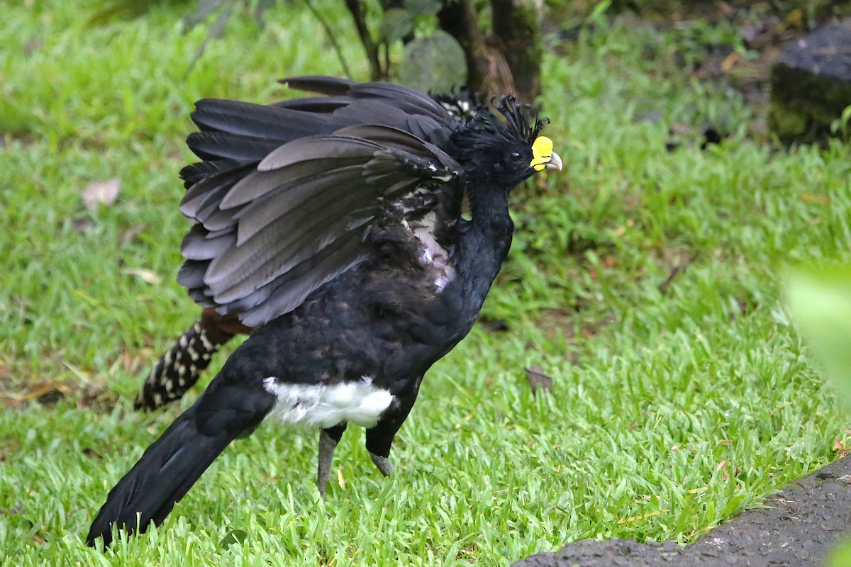 Great Curassow - ML642906081