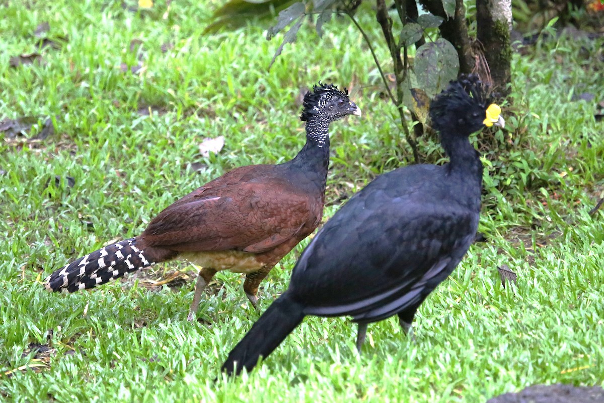 Great Curassow - ML642906082