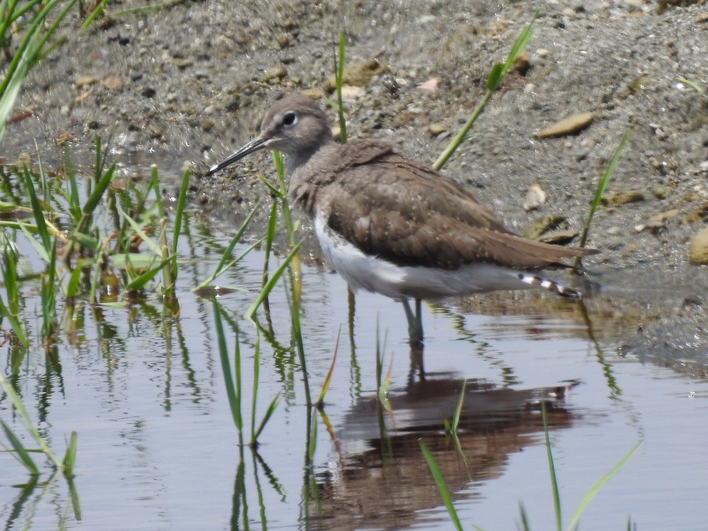 Waldwasserläufer - ML642906090