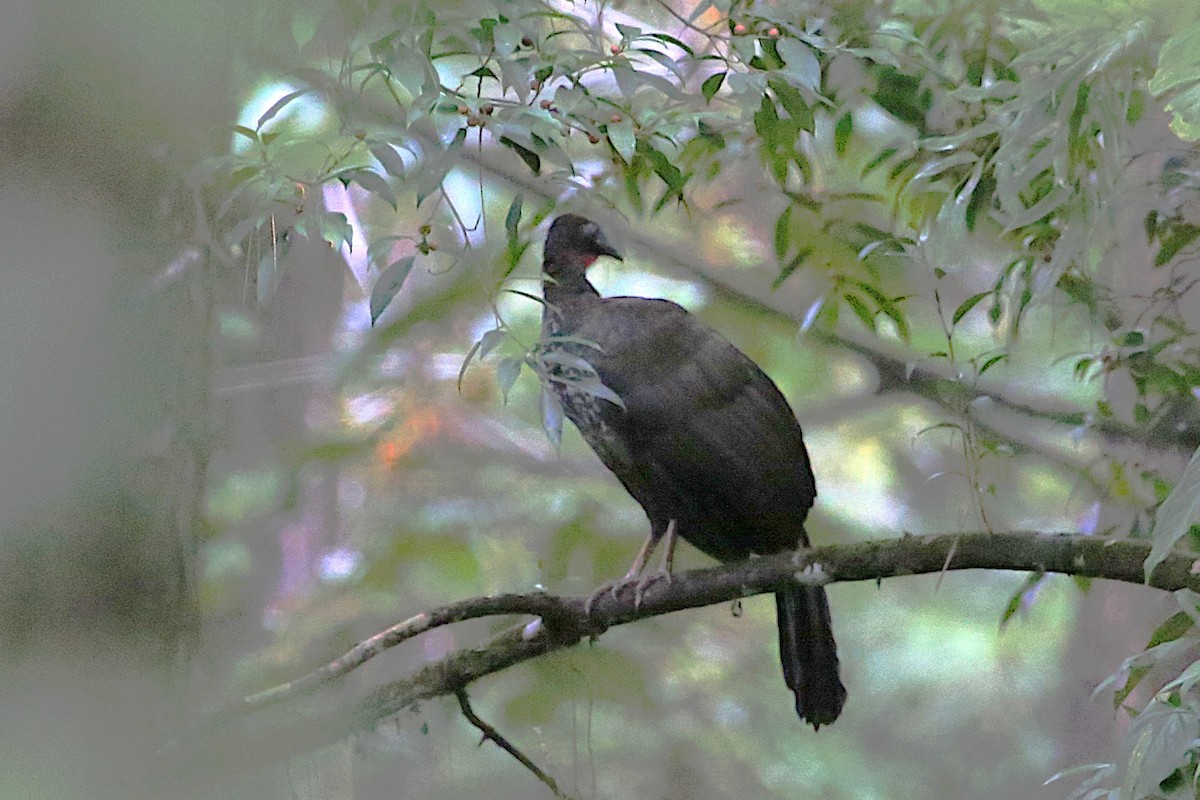 Crested Guan - ML642906091