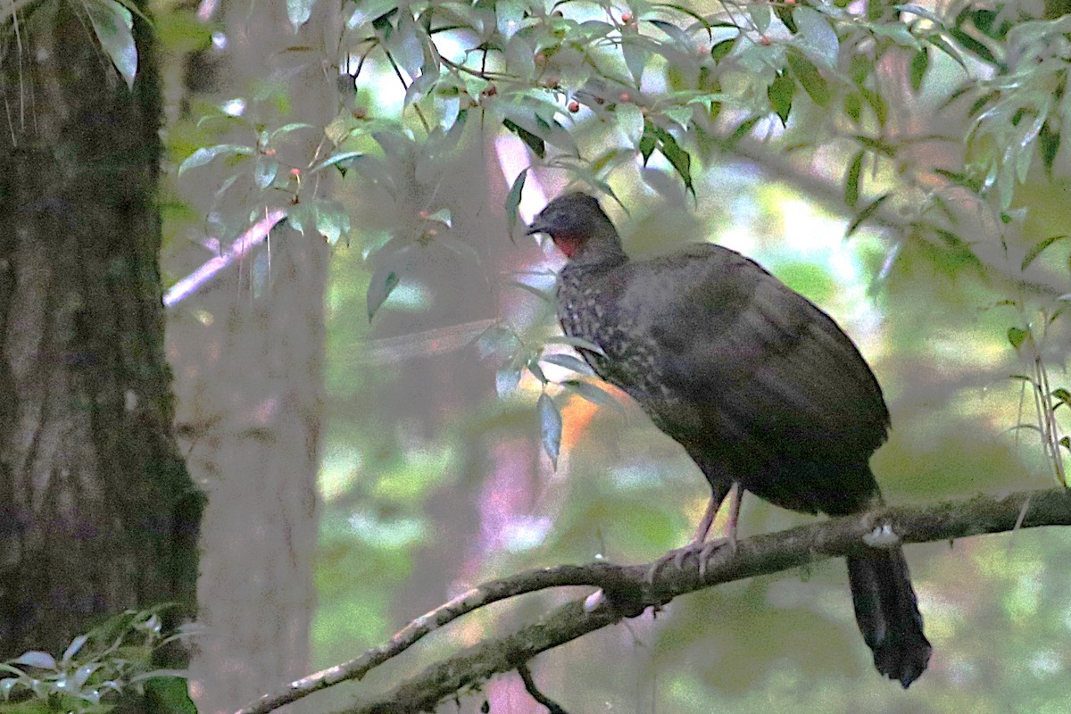Crested Guan - ML642906092