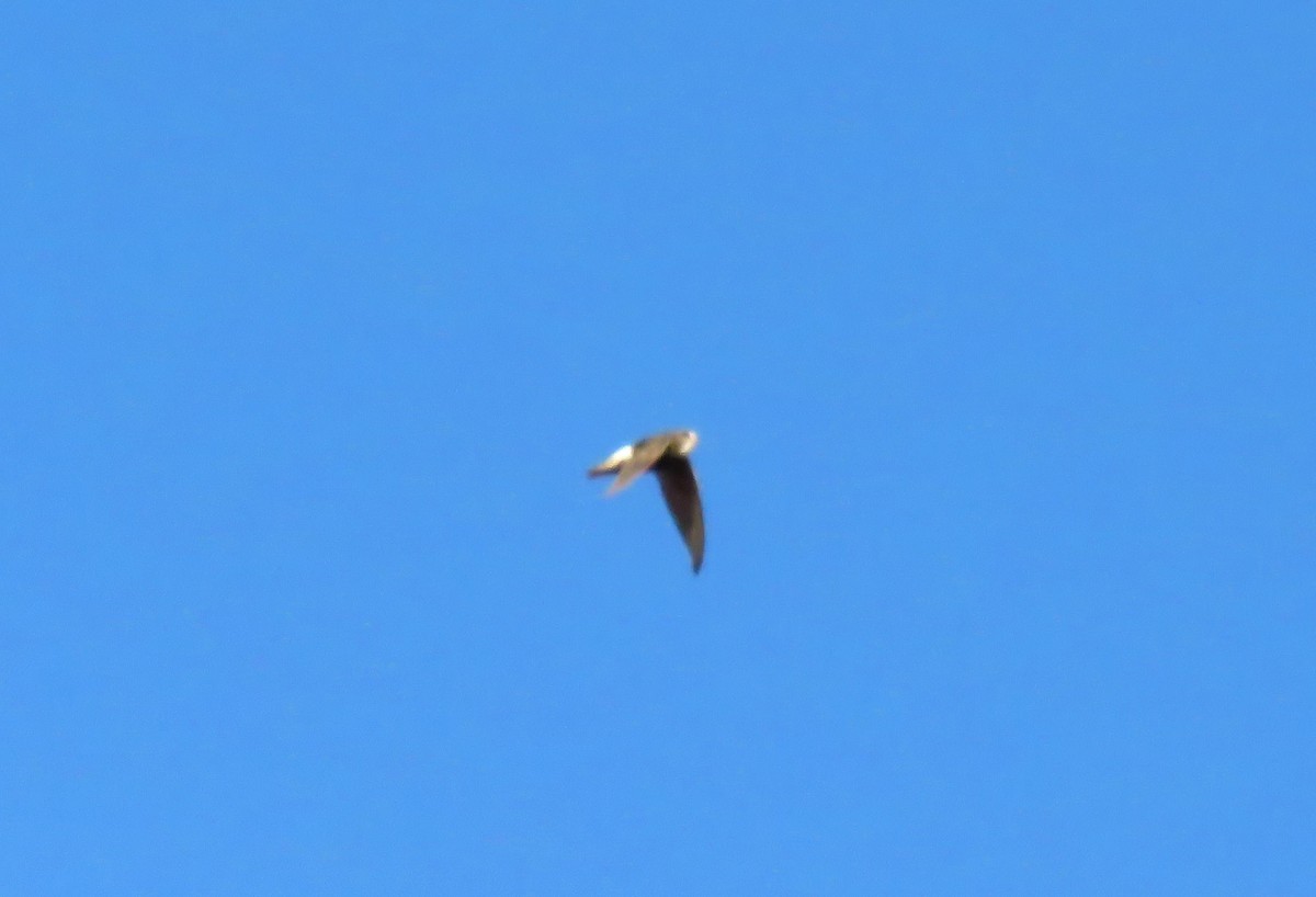 Little Swift - ML642906102