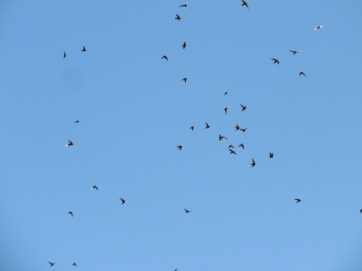 Little Swift - ML642906103