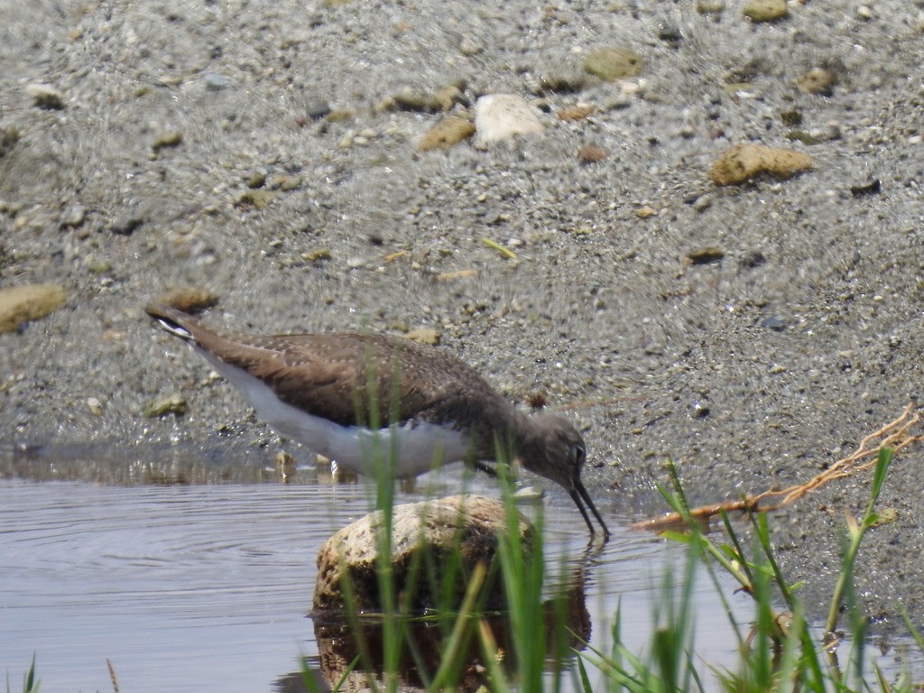 Waldwasserläufer - ML642906104