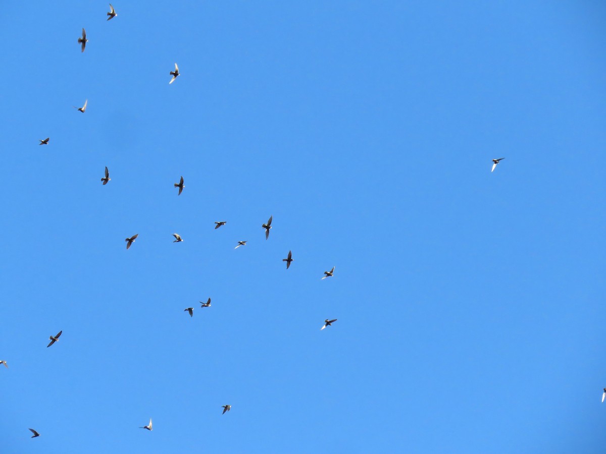 Little Swift - ML642906106