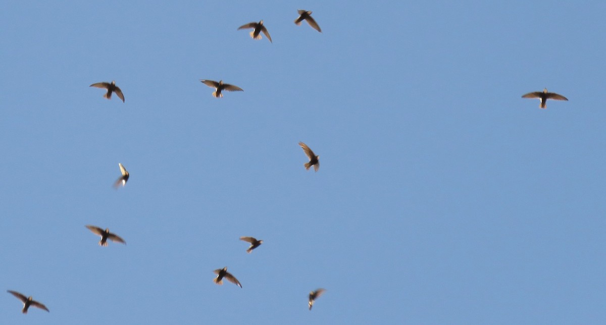 Little Swift - ML642906107
