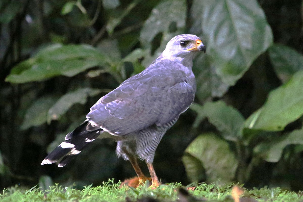 Gray Hawk - ML642906108