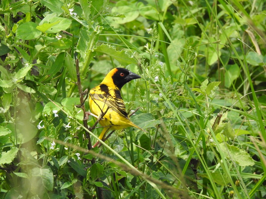 Village Weaver - ML642906110