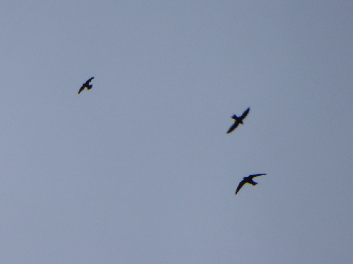 White-collared Swift - ML642906117