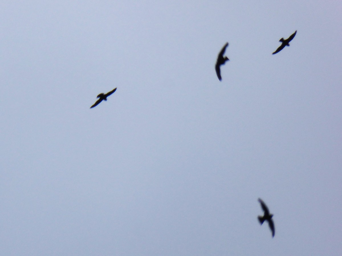 White-collared Swift - ML642906119